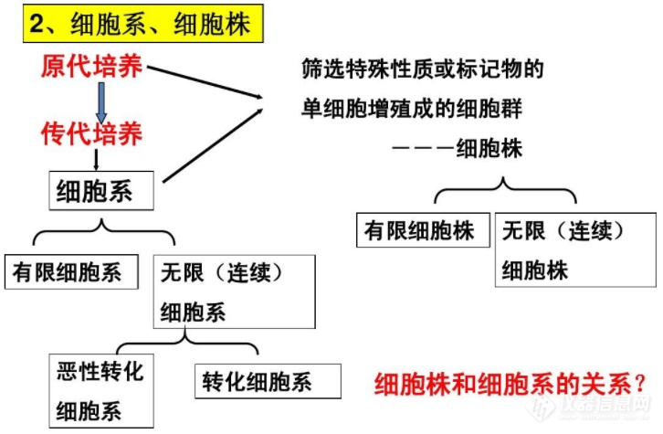 SW620[SW620；-]人结直肠腺癌细胞【已通过STR鉴定】(图1)